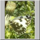 Pontia daphlidice - Resedafalter 02.jpg